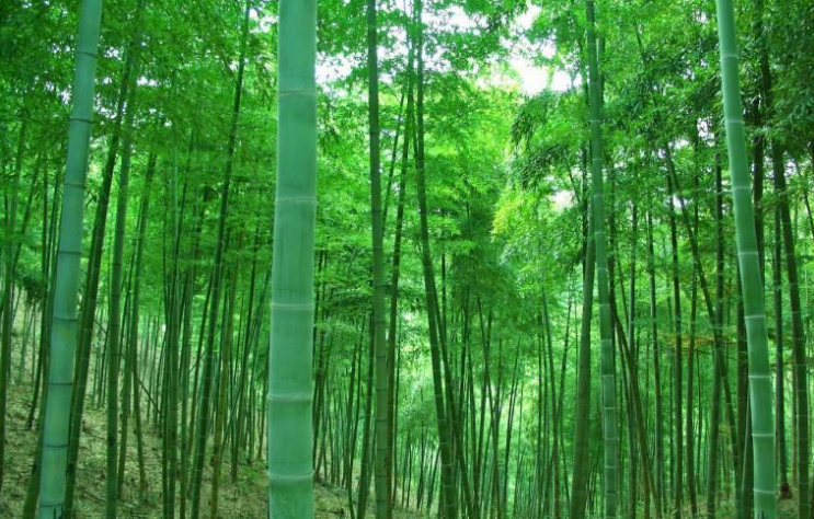 bamboo nature fiber for underwear.png